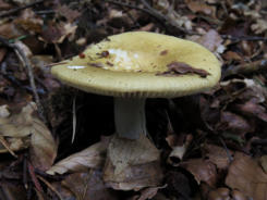 Groene berkenrussula