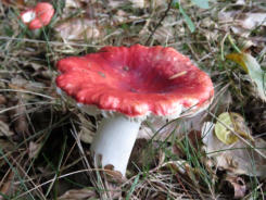 Braakrussula