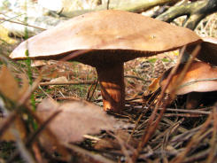 Koeienboleet